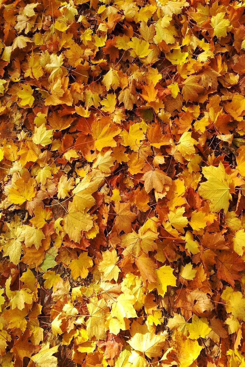 11b-1 Pack 2 Tableaux Gold nature