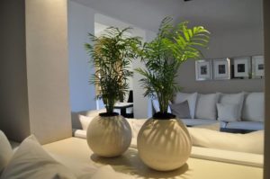 utiliser les plantes dans la décoration intérieure