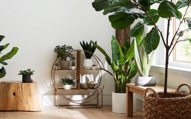 utiliser les plantes dans la décoration intérieure